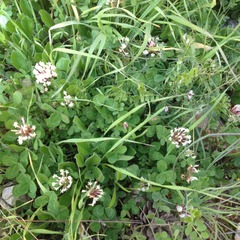 Trifolium clypeatum