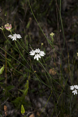 Xanthosia atkinsoniana