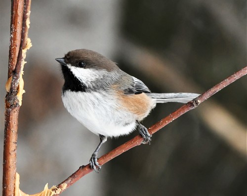 Boreal Chickadee