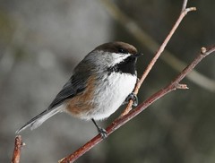 Boreal Chickadee photo 2