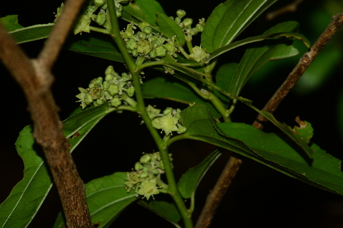 Image of Ziziphus xylopyrus by no rights reserved