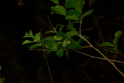 Image of Ziziphus xylopyrus by no rights reserved