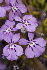 Isotoma hypocrateriformis