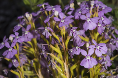 Isotoma hypocrateriformis