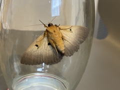 Dasypodia selenophora