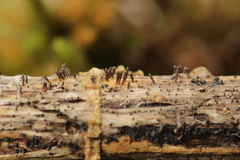 Acrospermum compressum