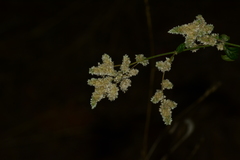 Ouret sanguinolenta