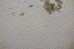 Acrospermum compressum