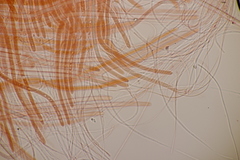 Acrospermum compressum