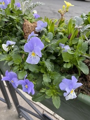 Viola × wittrockiana