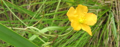 Hypericum lalandii