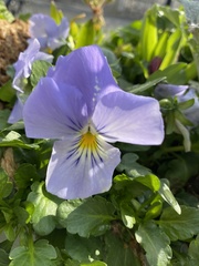 Viola × wittrockiana