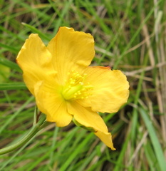 Hypericum lalandii