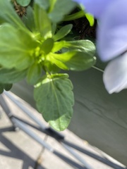 Viola × wittrockiana