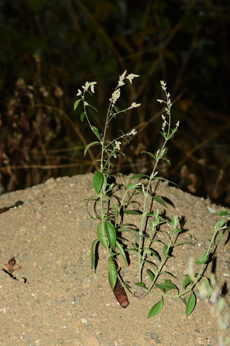 Ouret sanguinolenta, photograph 2
