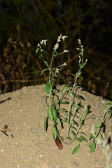Ouret sanguinolenta