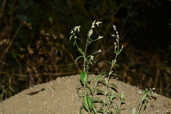 Ouret sanguinolenta
