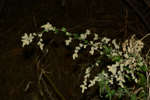 Ouret sanguinolenta, photograph 4