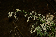 Ouret sanguinolenta
