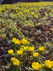 Eranthis hyemalis