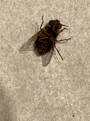 Calliphora
