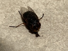 Calliphora