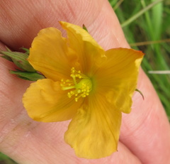 Hypericum lalandii