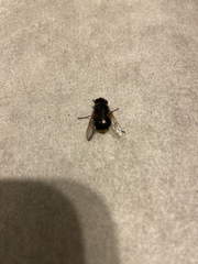 Calliphora