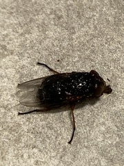Calliphora