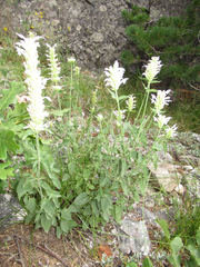 Agastache pallidiflora