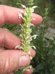 Agastache pallidiflora
