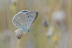 Polyommatus hopfferi