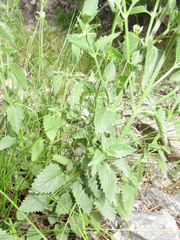 Agastache pallidiflora