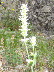 Agastache pallidiflora