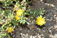 Malephora lutea