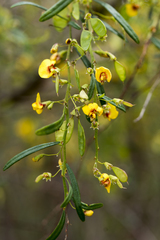Bossiaea linophylla