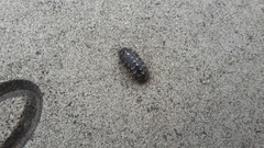 Armadillidium vulgare