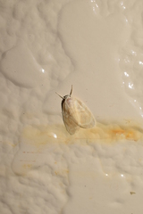 Schistophleps bipuncta