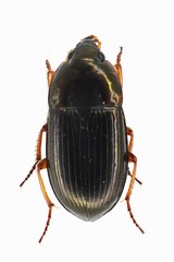 Amara familiaris
