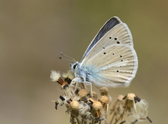 Polyommatus iphicarmon