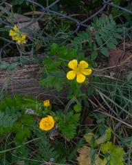 Ranunculus repens