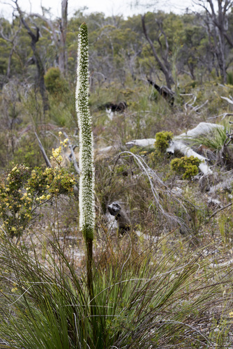 Xanthorrhoea brunonis Endl.