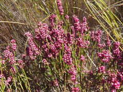 Erica rhopalantha