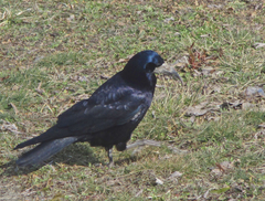 Corvus frugilegus