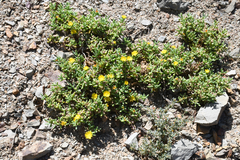 Malephora lutea
