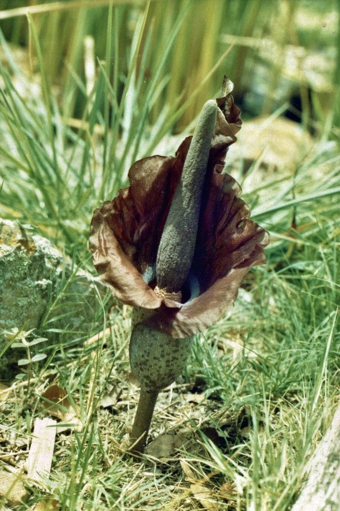Amorphophallus mossambicensis
