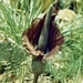 Amorphophallus mossambicensis - Photo 由 i_c_riddell 所上傳的 (c) i_c_riddell，保留部份權利CC BY