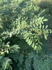Indigofera tinctoria arcuata