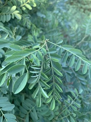 Indigofera tinctoria arcuata