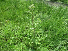Cnidium dauricum